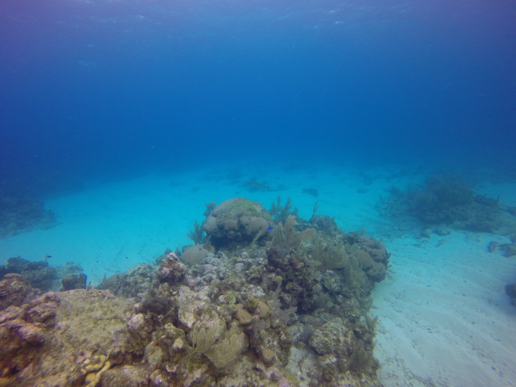 Roatan 海底珊瑚和蓝色水下环境